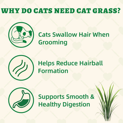 Wellix Cat Treats for Indoor Cats Hairball Control Natural Salmon Healthy Cat Grass Treats Kitten Snacks Training Biscuits Catnip for Cats Dental Care 3.17Oz