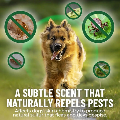 GCP Flea & Tick Soft Chews for Dogs – Natural Daily Flea & Tick Support – Chicken Flavored Dog Supplement with Vitamins, Apple Cider Vinegar & Coconut Oil – 100 Chews